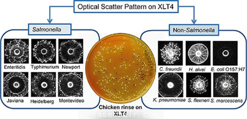 得益于新開(kāi)發(fā)的激光傳感器，沙門(mén)氏菌檢測(cè)變得更加簡(jiǎn)單